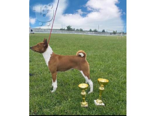 Κουτάβια Basenji